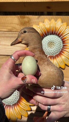 Call Ducks Outproducing Standard Ducks: Homesteading Fun