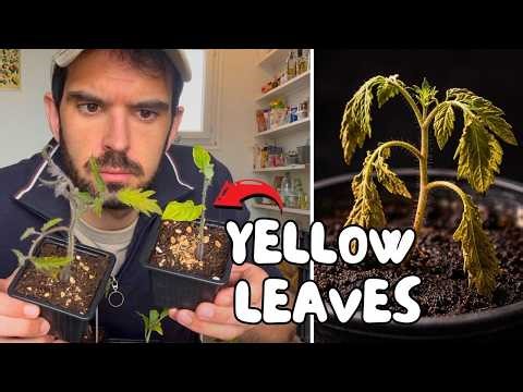 Why My Tomato Seedlings Are Turning Yellow (And What I'm Doing About It)