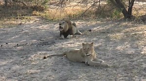 Let your heart roar like a lion roars in the jungle. Let it roar with strength and freedom. Wish you a very happy World Lion Day From Hairy Belly the Last powerful Matimba Male Credit:- Savanna Private Game Reserve Posted:- 10 August 2020 | Lion sightings