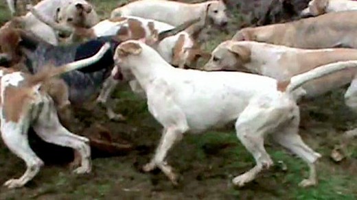 Fox killed by Cameron's local hunt - video