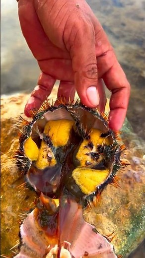 CRACKING OPEN a GIANT Sea Urchin! 🍣 Buttery Uni Feast Straight from the Ocean