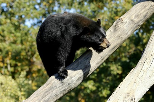 ¿Qué tipos de osos hay en Coahuila y dónde se encuentran?