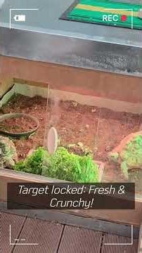 Don't Blink! You Won't Believe How Fast These Turtles Move for Food! 😲🔥