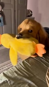 The Best 5AM Alam ⏰😍 #goldenretrieverlovers #goldenretrieverpuppy #goldenretrieverlife #goldenretrieverworld #goldenretriever #dog #reelsviralシ #virals #goldendoodlesofinstagram #goldenretrieversworld #dogsofinstagram #goldensofinstagram | Golden Retriever
