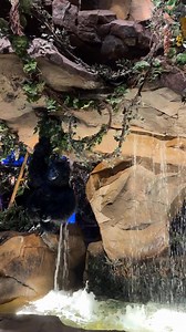 9.7K views · 74 reactions | A trip to the Rainforest Cafe is the ultimate bucket list item. ✨ | Rainforest Cafe | Facebook