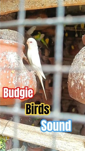 Budgie Birds Sounds🔊❤️ | Bordi Pakhir Dak #viralvideo