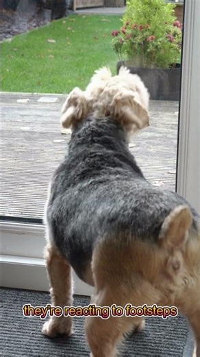 Why Do Dogs Bark at the Door Before Anyone Knocks? 👂🐕