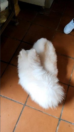 Tintin have a new friend #cutepuppylovers #tintindaily