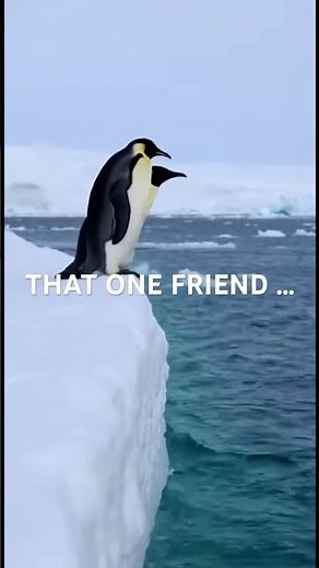 Penguin Prank SLAP! Ice Buddy Pushed OFF Edge! 😂🧊