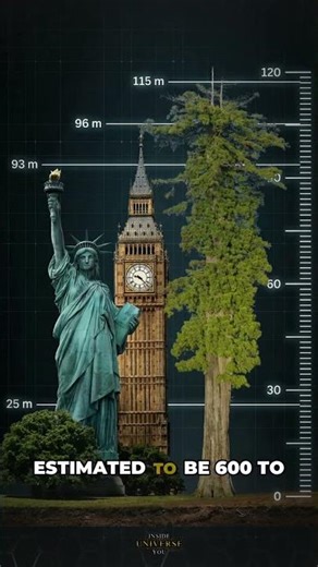 The Tallest Tree on Earth #knowledge #facts