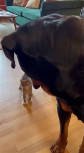 When a Serious Big Dog Meets a Happy Little Cat