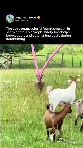 GOAT SAFETY TRICK ON FARM