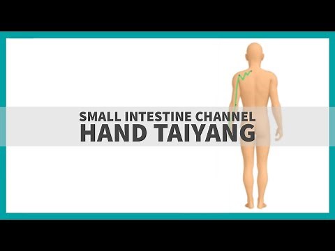 TCM Anatomy: Small Intestine Channel