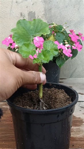 Geranium Cuttings success result with repotting 🌱 #geranium | Gardening Ideas