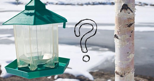 Why Birds Are Not Coming To My Feeder (And How to Fix)