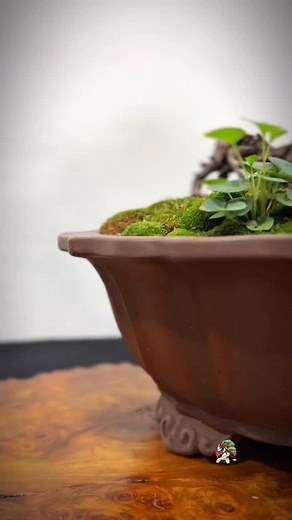 1.3K views · 266 reactions | Scots pine displayed at the Heathrow Bonsai Show 2925 #bonsai #bonsaitree #bonsaishow #bonsaiart #tree #bonsaiworld #bonsailife #bonsailove #pinebonsai | Elden Bonsai | Facebook