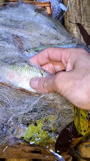 Throwing a Net in the River – So Many Fish