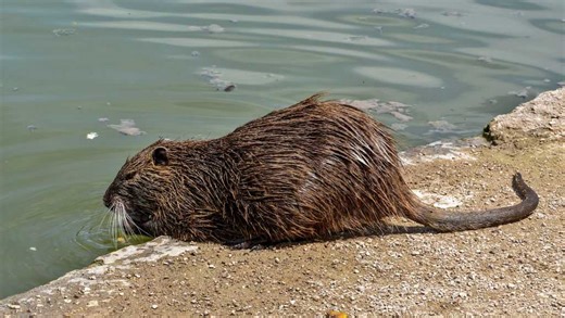 Crews use new tool to help fight nutria in California's Delta