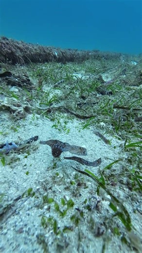 Ghost fish are the best camouflage in the ocean.