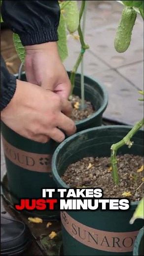 Stop Losing Plants When You Travel – This DIY Watering System Works