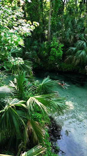 21K views · 332 reactions | Swimming in magical jungle paradise栗‍♀️﫧 #peace #calm #tranquility #wanderlust #paradise #nature #getaway #vacation #swimming #forestbathing #naturetherapy #tropical #jungle #travelinspiration #TravelGoals #traveltheworld #NaturalBeauty #beautifuldestinations | Lakewet | Facebook