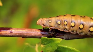 Caterpillar Bedstraw Hawk Moth crawls on a branch during the rain. Caterpillar (Hyles gallii) the bedstraw hawk-moth or galium sphinx, is a moth of the family Sphingidae. | Premium Stock Video Footage