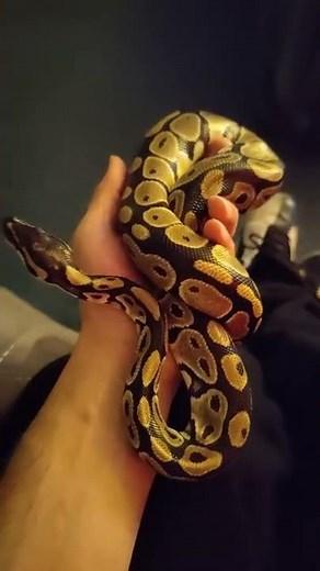 Baby Ball Python 🐍