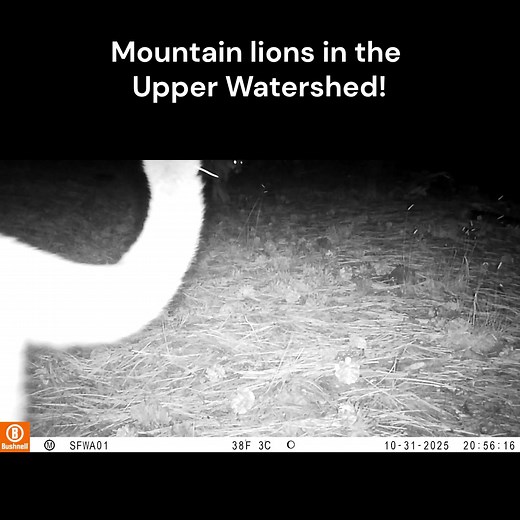 This Halloween, our wildlife cameras above our outdoor #MyWaterMyWatershed classroom captured three mountain lions roaming the area! 🐾 A huge thank you to tracking specialist Ann Hunkins for capturing and sharing this incredible footage with us! Ann says they are likely a mother lion and her two now-grown kittens! One of the kittens is likely male, judging by his size and bulkiness. 👀 Our watershed is full of surprises — and amazing wildlife like this reminds us why protecting it matters. 💚 |