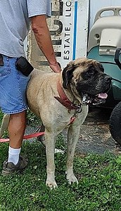 Poland, IN - English Mastiff. Meet Luna a Pet for Adoption - AdoptaPet.com