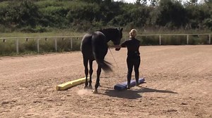 Viele haben begrenzte Zeit mit ihren Pferden im Stall. Eine Übung aus der EquiClassic-Work, hier im Trab. Ihr beginnt mit der Übung im Schritt. Baut eine Quadratvolte mit ca. 12m im Durchmesser auf. Ihr geht mit dem Pferd zunächst linke Hand und nach einer Gasse, leitet ihr eine Volte in die Mitte der QV ein, und beendet sie wieder am Anfang der gleichen Gasse. Die zweite Volte macht ihr in die gegenübeliegende Gasse der QV. Arbeitet im Zeitsystem max 6 Einheiten á 3 Minuten und jeweils 1 Minute