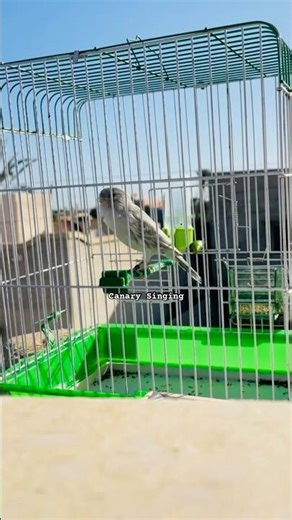 Beautiful Canary Singing | Canary Singing #galerikenariindonesia #kenari #kenari3in1 #canarysinging