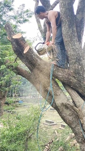 chainsawman Woodworking project tree cutting skills Techniques #shortvideo #chainsaw