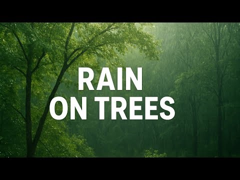 Relaxing Rain on Trees for Sleep & Relaxation (3 Hours)