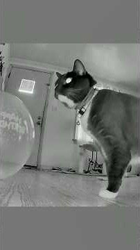 Cat vs Balloon - Ozzy Man Quickies