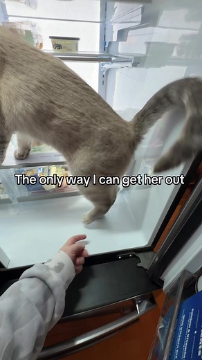 Fun Fridge Clean Out with My Siamese Cat