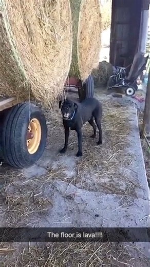 Remember when the “floor is lava” was trending and you had to get to the nearest item? Well our old dog Moses was the champ at it 🤣🤣🤣 #Farmdog #blacklab #farmreels #floorislava #farmlife #farm #familyfarm #farmwife | Wallis Farm