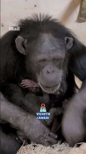 Mama chimp cuddles baby after c-section
