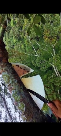 Extreme Honey Harvesting: Climbing Trees for Giant Honeybees 🍯