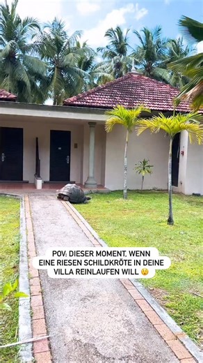 Reise-Zeit 🌟 Luxus Reiseblog on Instagram: "Wie schaffe ich sie jetzt nur vom Weg runter? Schieben 😅🐢 . . . . . . . . #clubmed #seychelles #fyp #aldabragianttortoise #furdich"