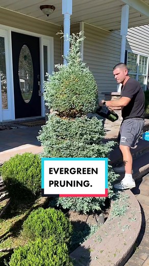Practical Tips for Evergreen Pruning and Tree Care
