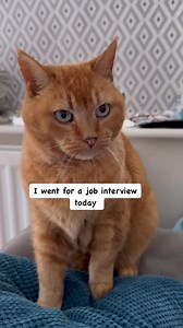 119K views · 1.1K reactions | Nailed the interview #cat #comedy #interview #funnyreels #humor #funnycat #joke | Gangstacats | Facebook