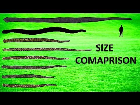 20 Largest Snakes ll Living and Extinct