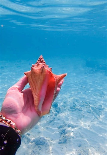 A juvenile queen conch sitting pretty on the bottom, reminder to never take live shells and double check there’s no creature inside #shell #conch #diving #fyp #viral