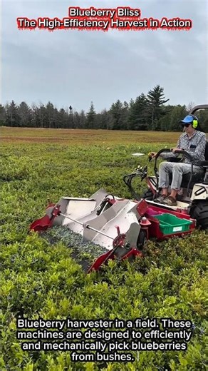 Blueberry Bliss | The High-Efficiency Harvest in Action