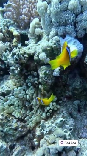 Red Sea Underwater Dive Shows Unreal Coral & Marine Life