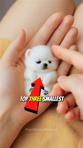 Top 3 Smallest Dogs EVER (Part 2) 🐶