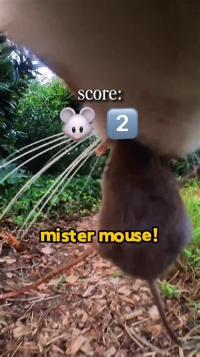Ros 🐈 Adventure Cat on Instagram: "Mr mouse you’re days are counted!! 🪦 You can call Ros for all pest control wishes. (It took him only 6 months to reach this impressive score of 4x mr mouse 😹)"