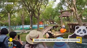 Shanghai, China: Three giant pandas celebrate their birthdays with special feasts, handmade bamboo toys and beds Jyotsna Kumar tells you more #Shanghai #China #Panda #animals | WION