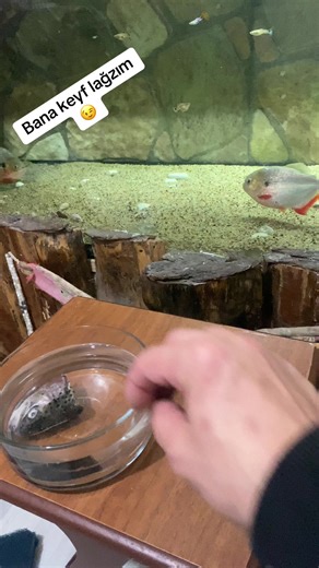 Kuşçu,Piranha,kenan, şarkevi (@piranha_kuscu_kenan) adlı kullanıcının Original Sound - Unknown ile oluşturduğu videoları