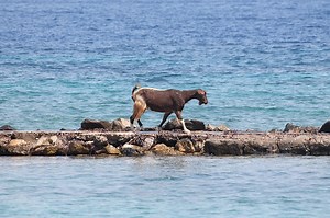 Can Goats Swim? From Grassy Fields to Watery Depths - Animal Hype